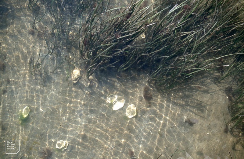 pianta acquatica