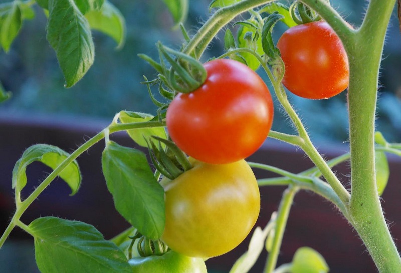 orto sul terrazzo